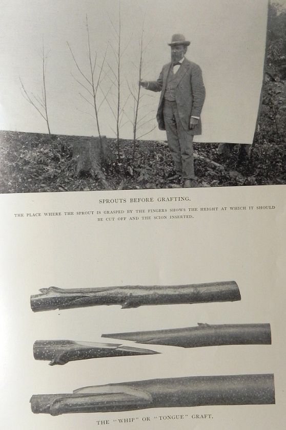 STATE of NEW YORK FOREST FISH & GAME COMMISSION 7th REPORT 1902 